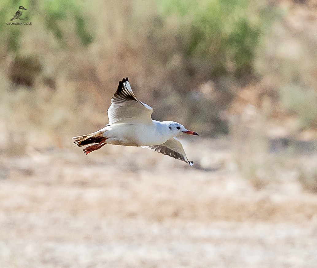 Black-headed Gull - ML624179372