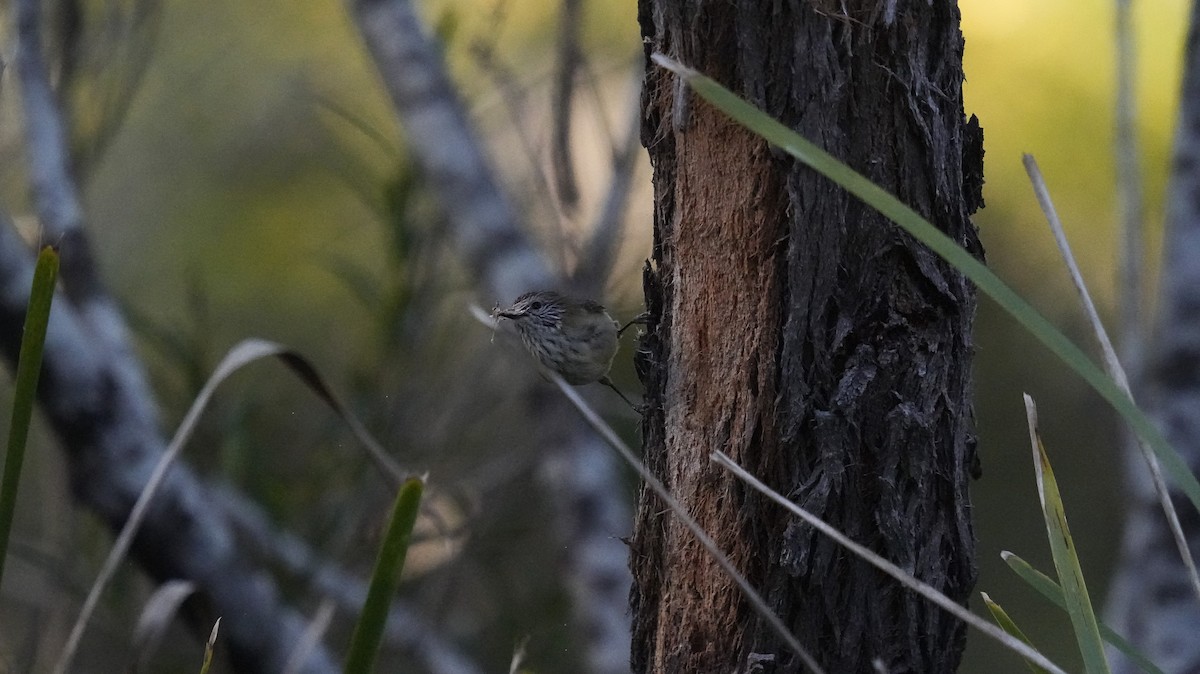 Striated Thornbill - ML624179413