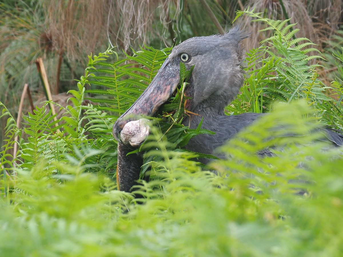 Shoebill - ML624179422