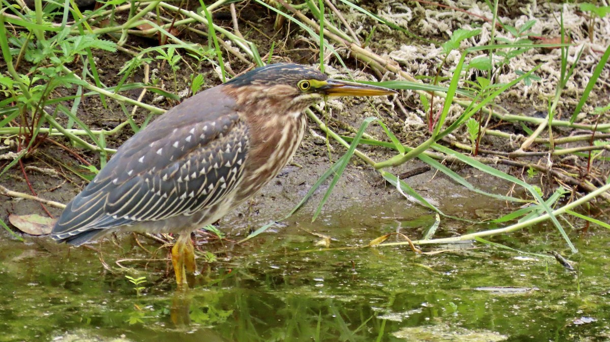 Green Heron - Petra Clayton