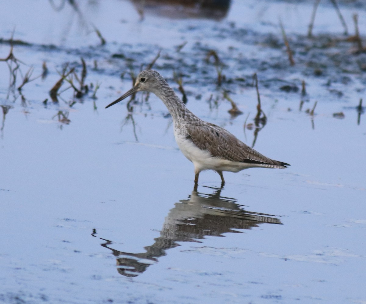 Common Greenshank - ML624179452