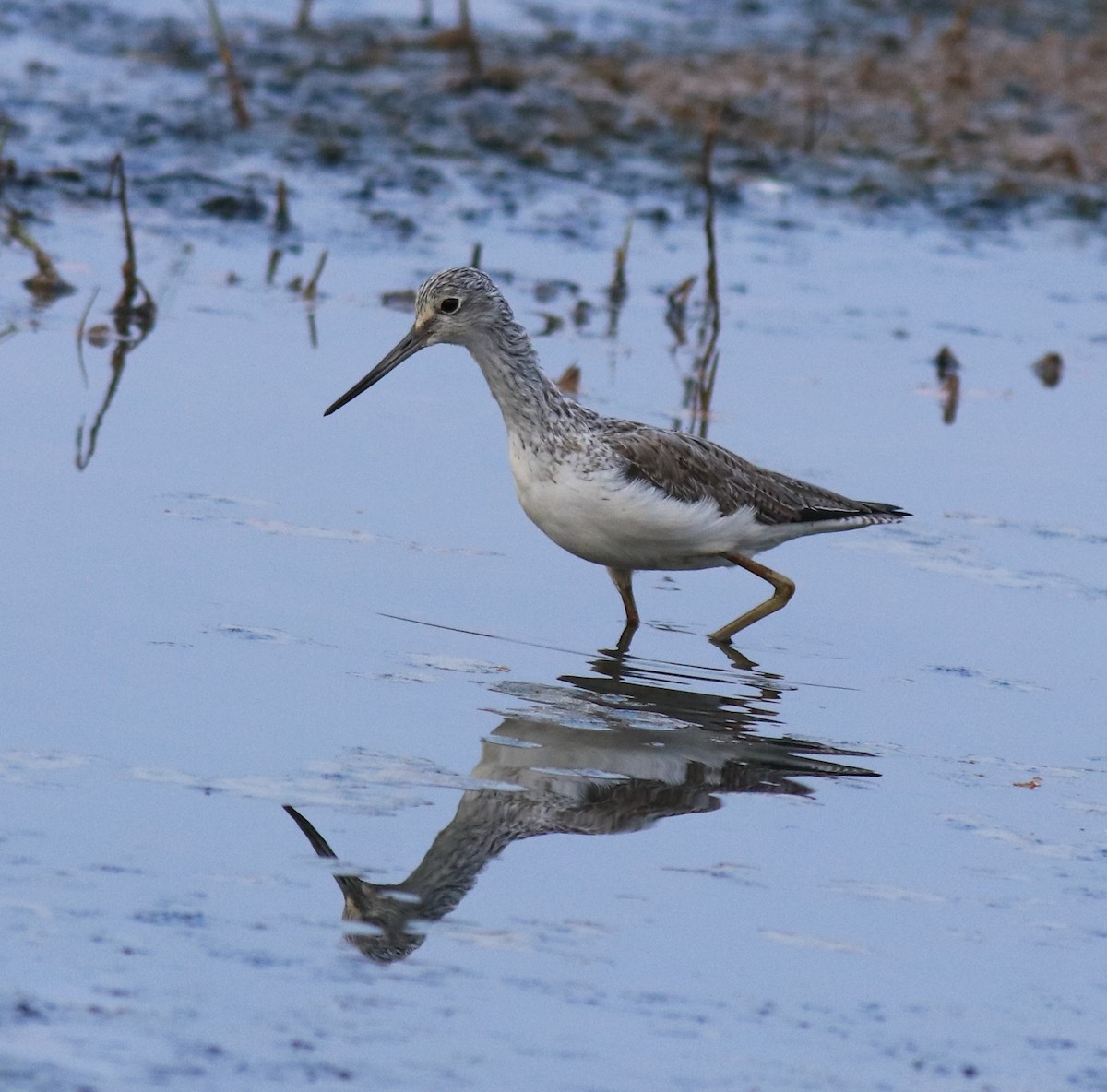 Common Greenshank - ML624179453