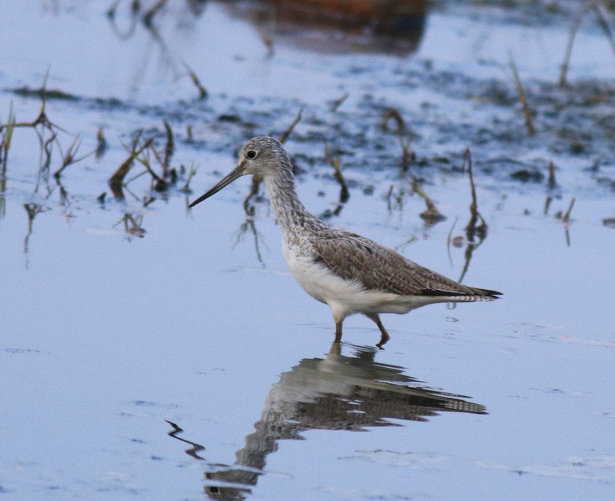 Common Greenshank - ML624179454