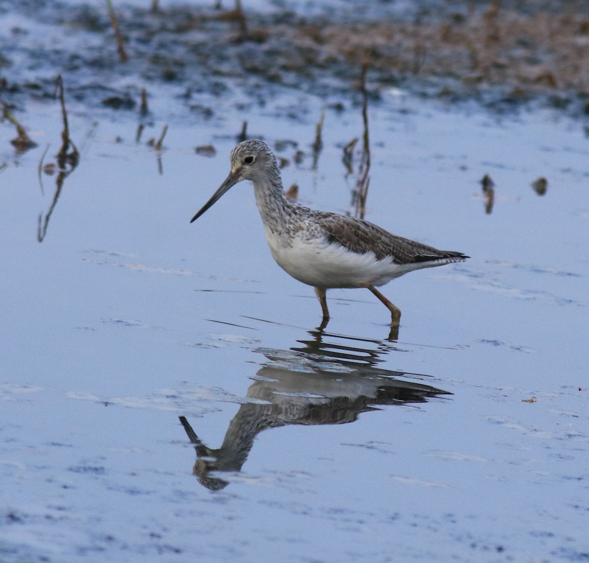 Common Greenshank - ML624179455