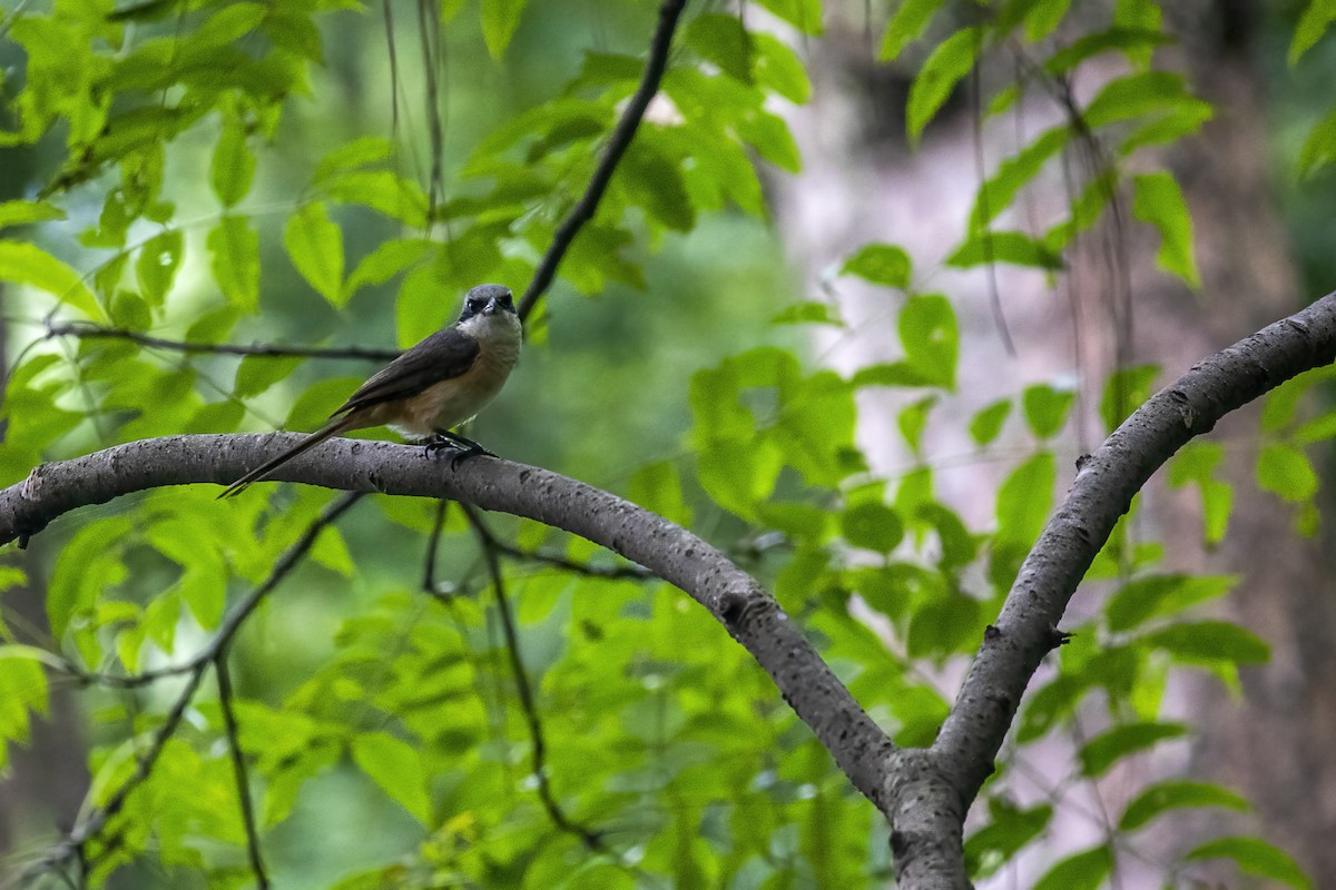 Gray-backed Shrike - ML624179456