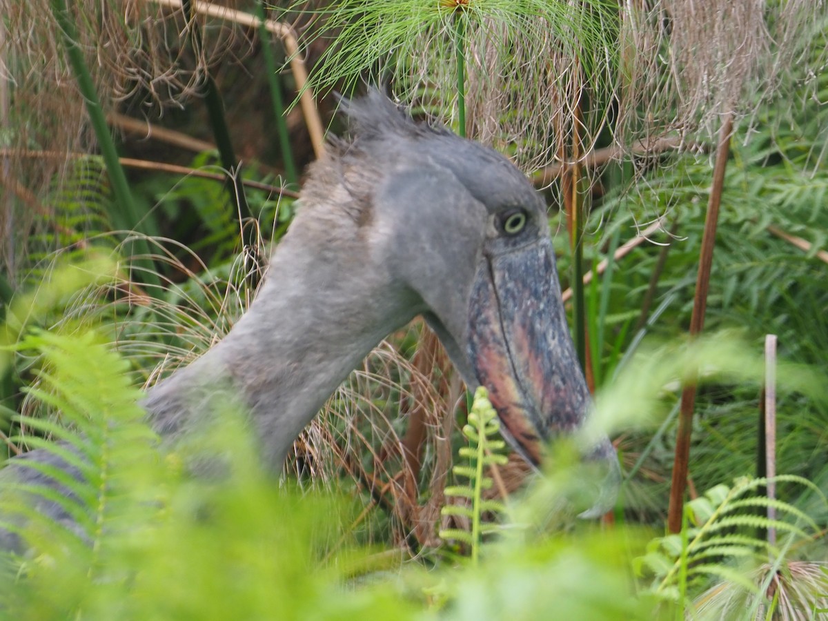 Shoebill - ML624179457