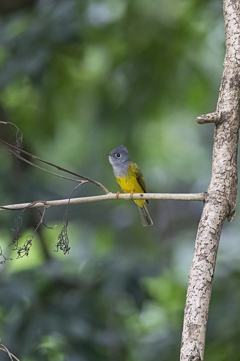 Gray-headed Canary-Flycatcher - ML624179458