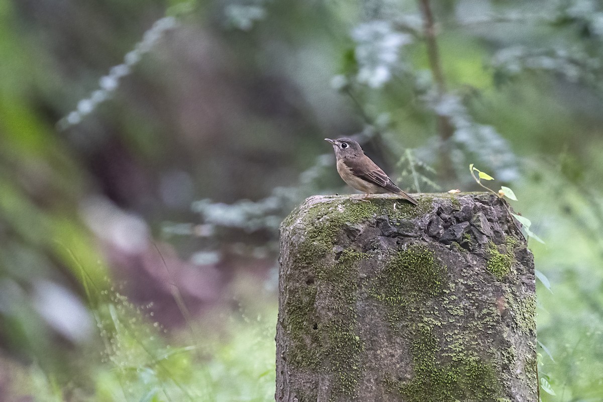 Brown-breasted Flycatcher - Samyam Rumba