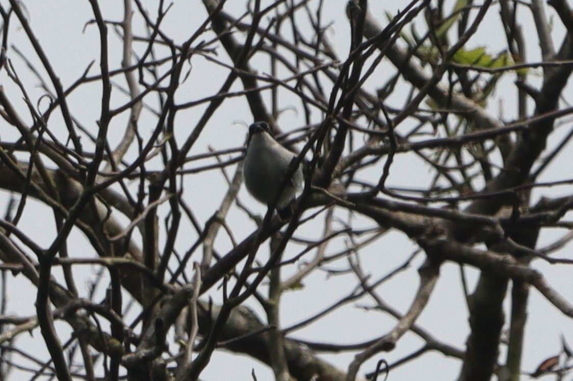 Bicolored Flowerpecker - ML624179468