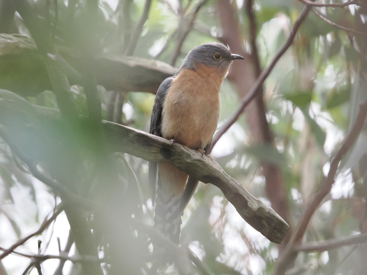 Fan-tailed Cuckoo - ML624179475