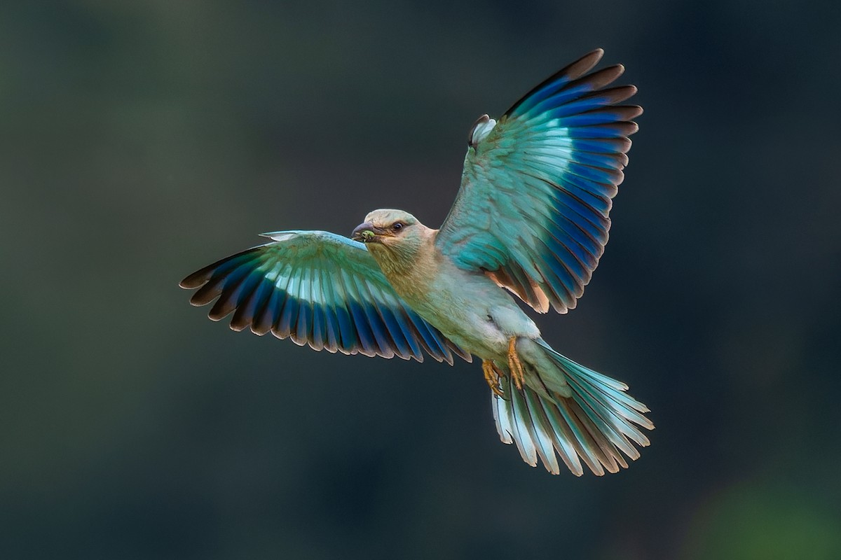 European Roller - Abhijit Mishra