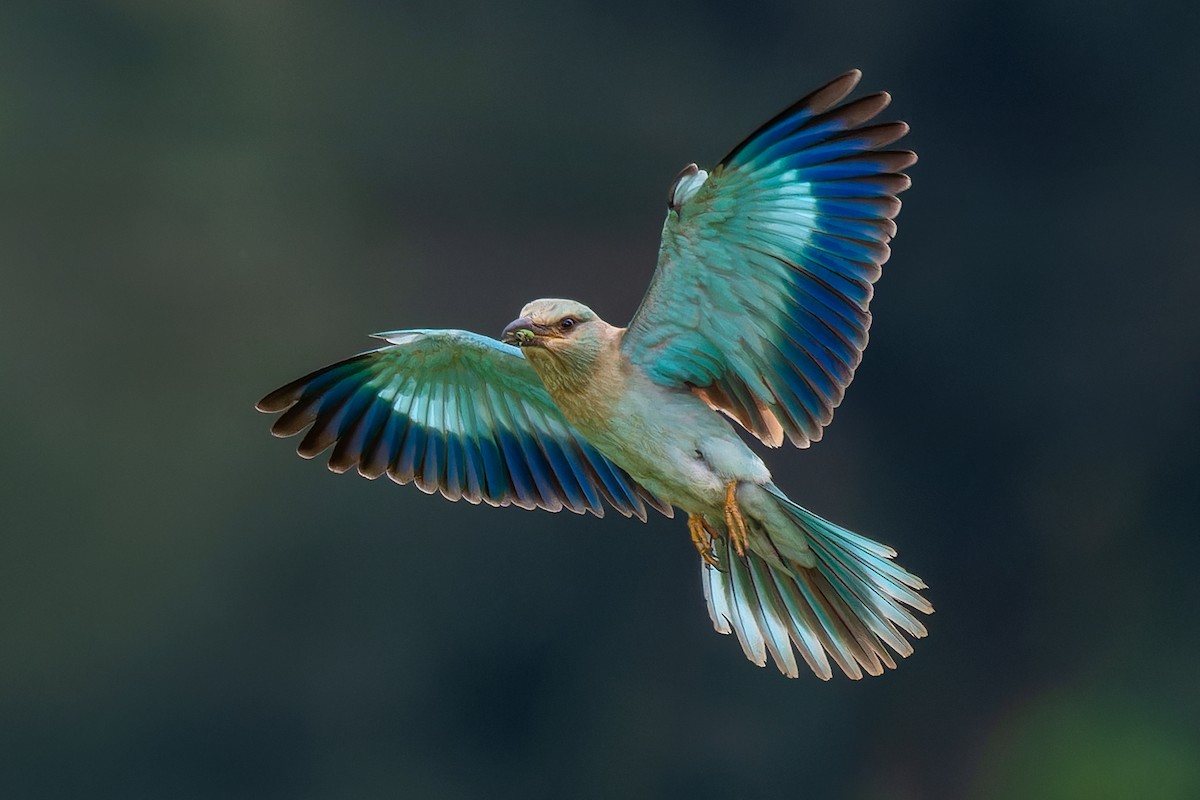 European Roller - ML624179476