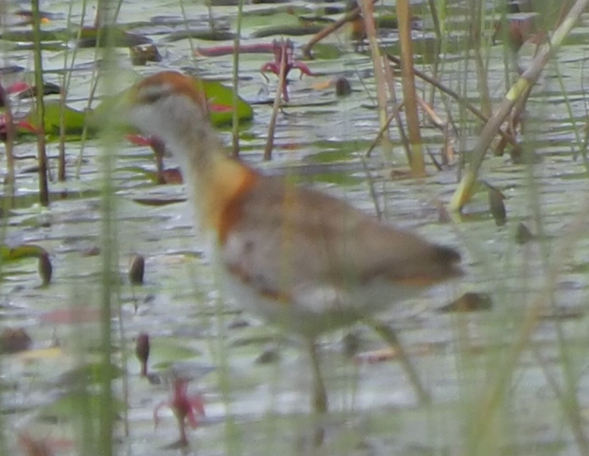 Lesser Jacana - ML624179492