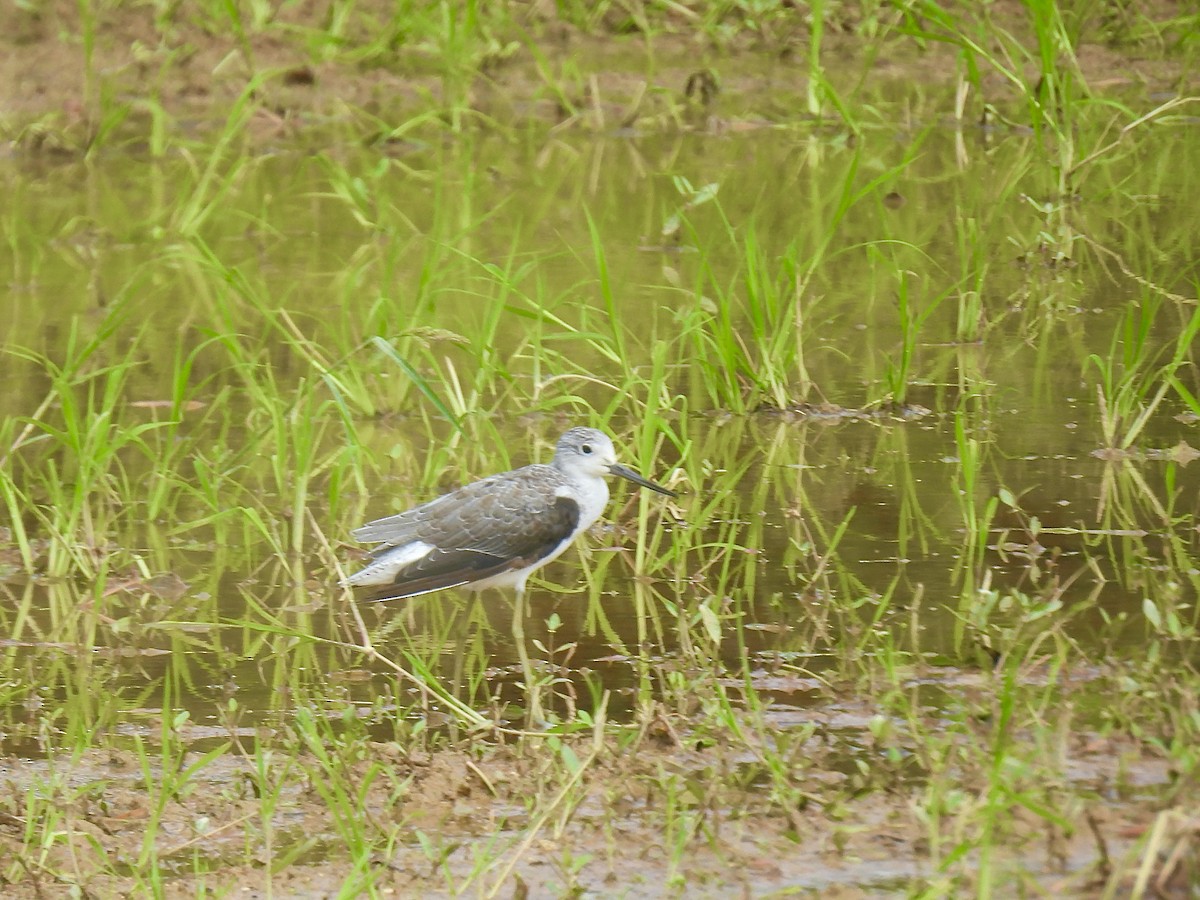 Marsh Sandpiper - ML624179500