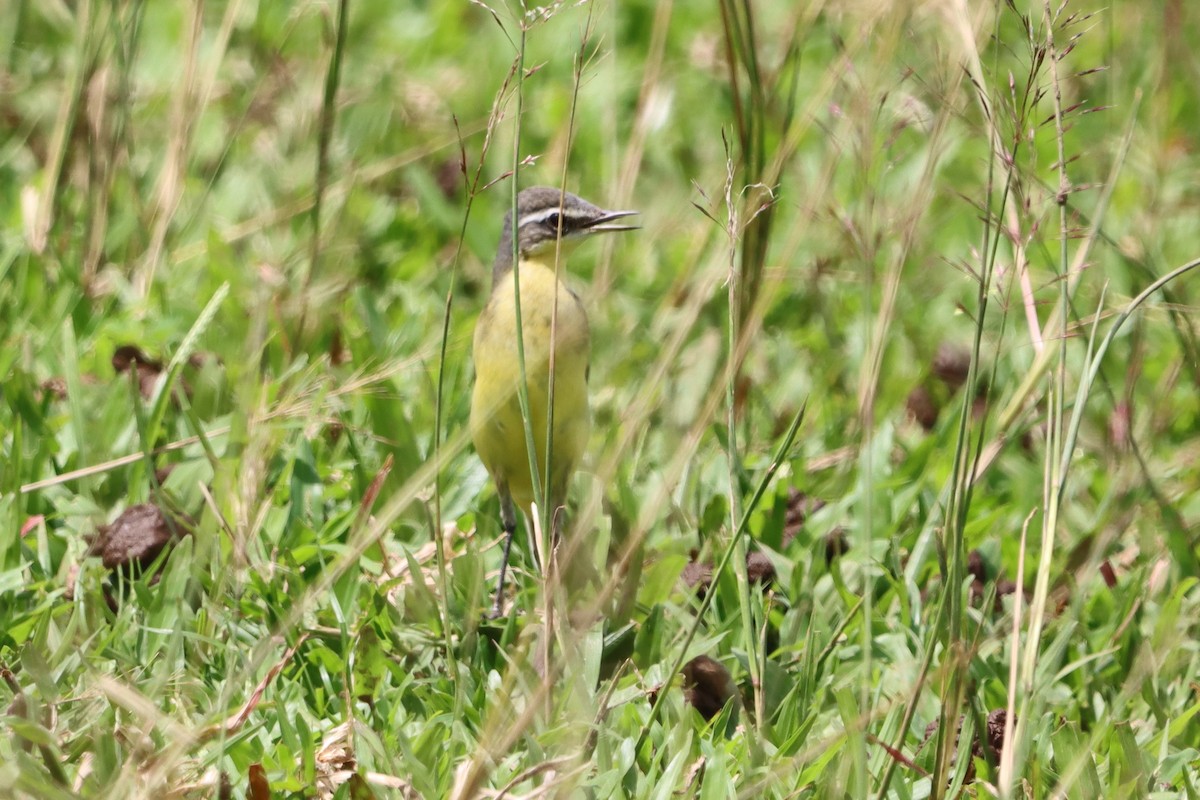 Eastern Yellow Wagtail - ML624179510