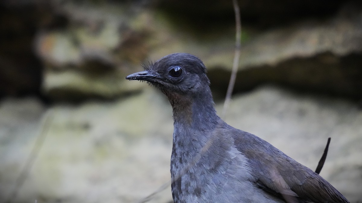 Superb Lyrebird - ML624179518