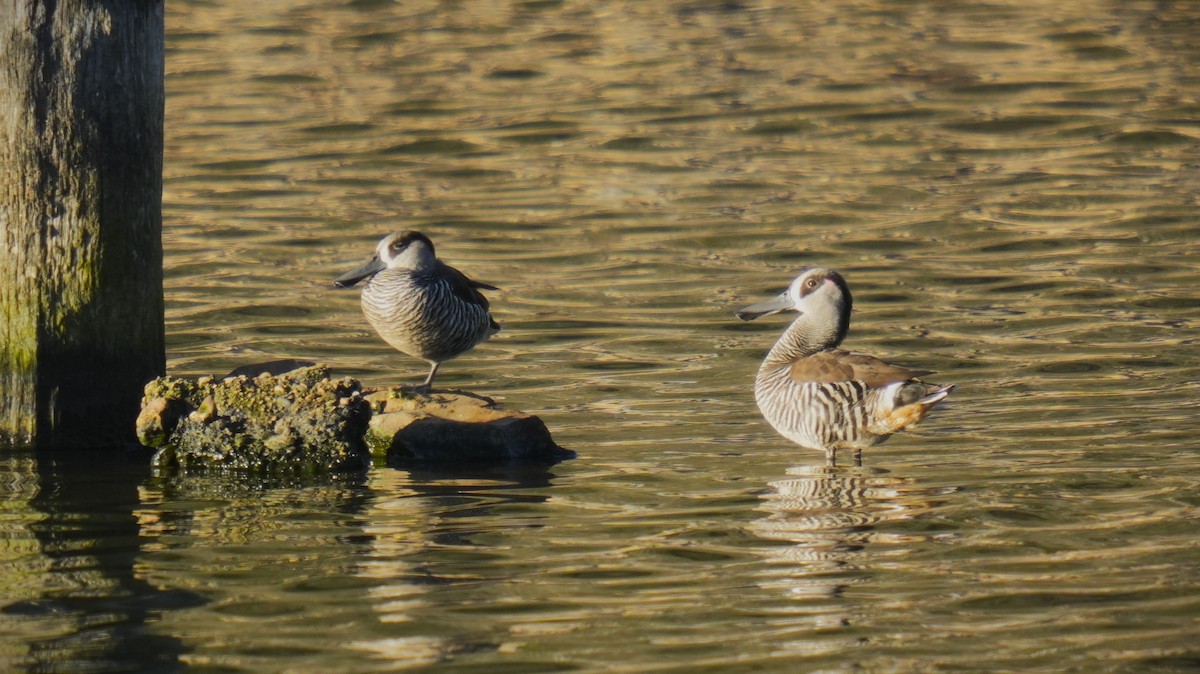 Pink-eared Duck - ML624179531