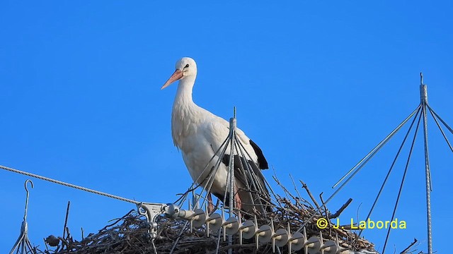 Белый аист - ML624179550