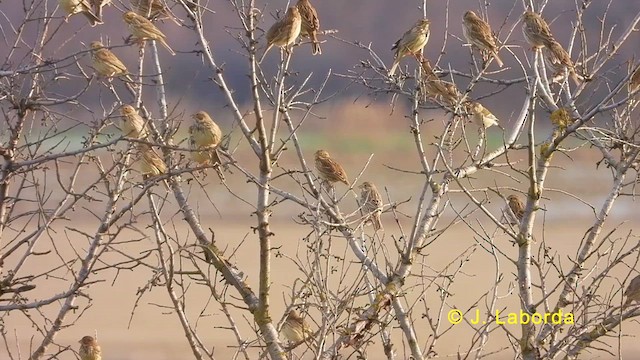 Corn Bunting - ML624179551