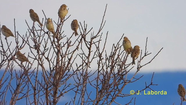 Corn Bunting - ML624179552