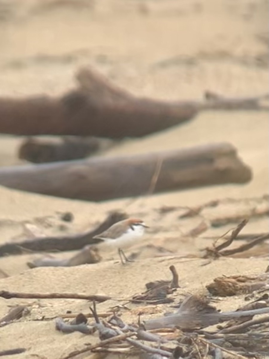 Red-capped Plover - ML624179558