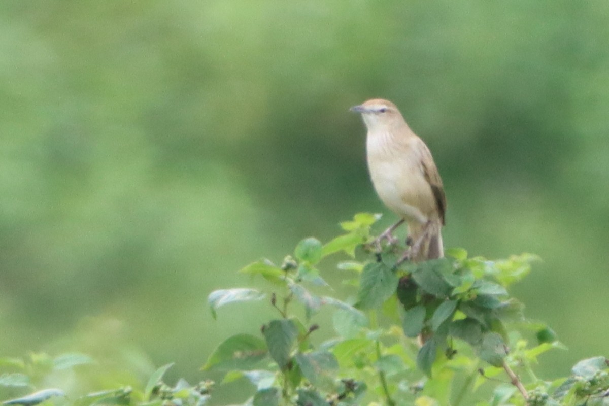 Striated Grassbird - ML624179560