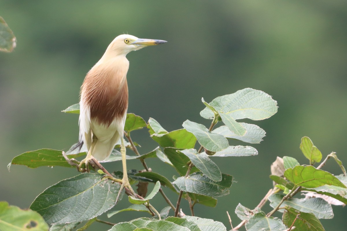 Javan Pond-Heron - ML624179562