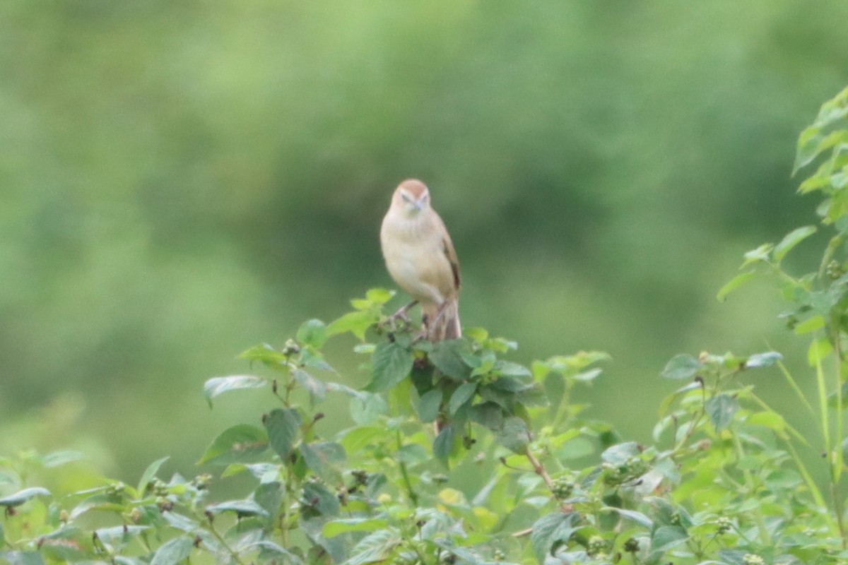 Striated Grassbird - ML624179608