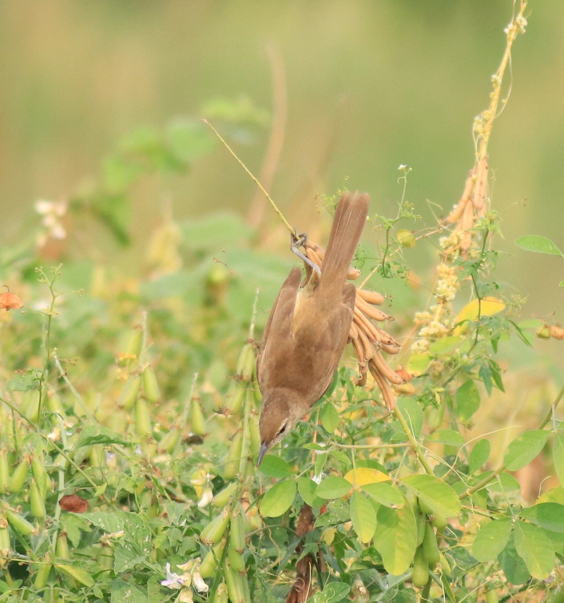 Clamorous Reed Warbler - Afsar Nayakkan