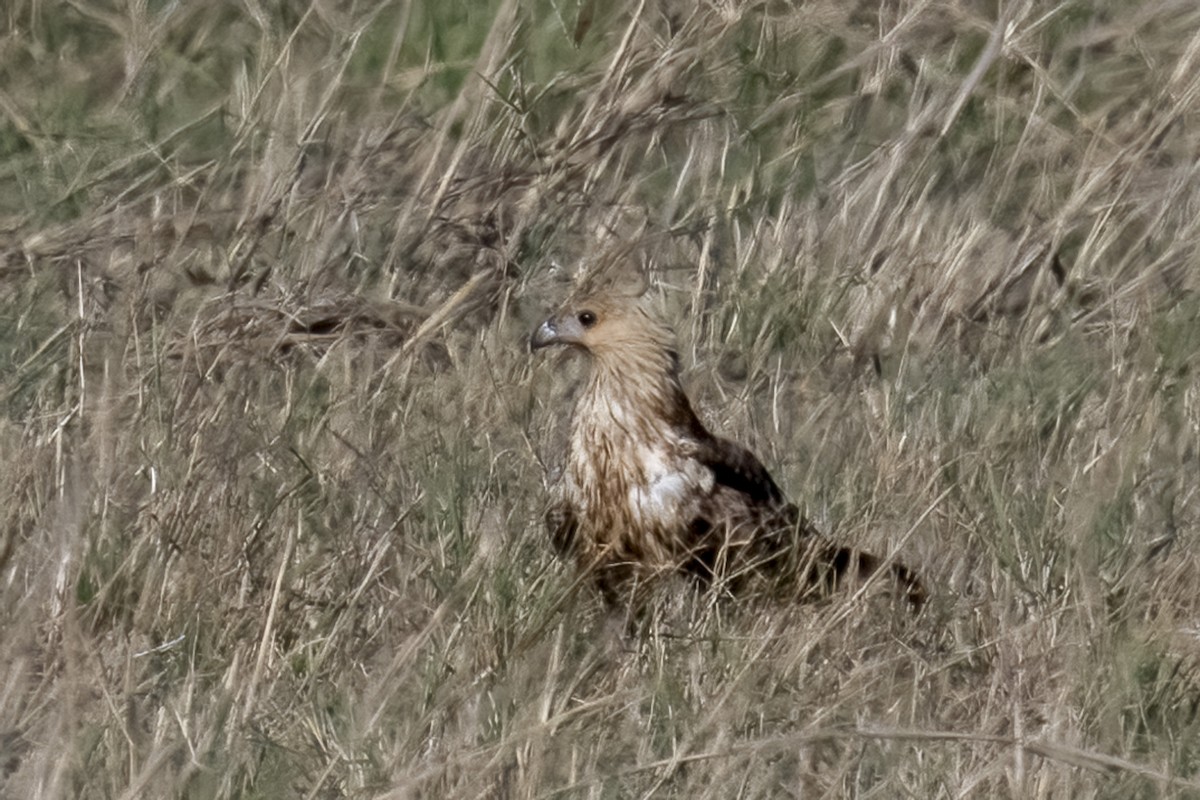 Whistling Kite - emma geary