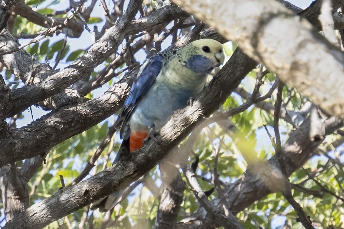 Pale-headed Rosella - ML624179689