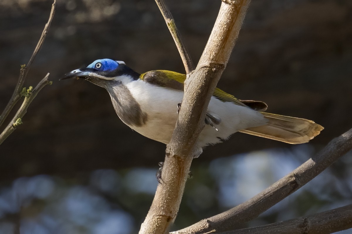 Blue-faced Honeyeater - ML624179690