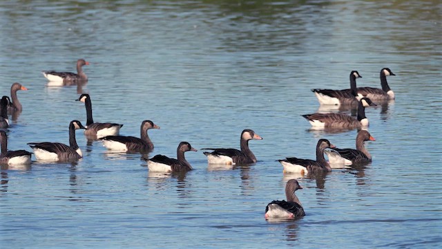 Graylag x Canada Goose (hybrid) - ML624179731