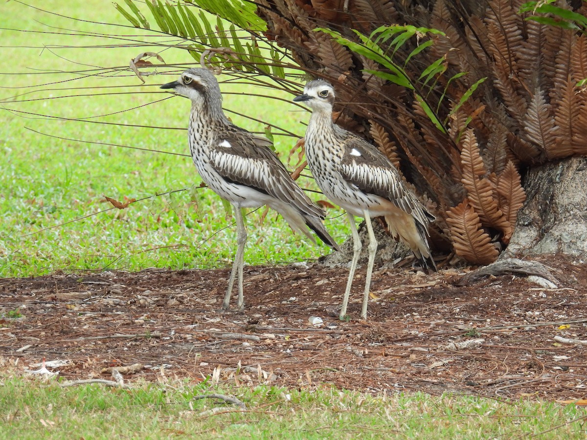 Bush Thick-knee - ML624179755