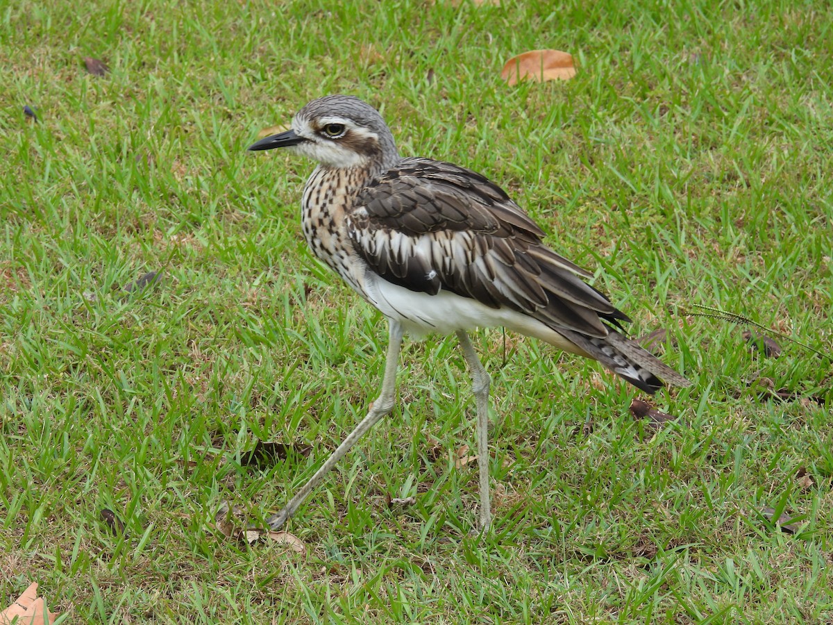 Bush Thick-knee - ML624179758