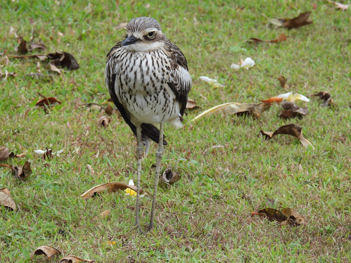 Bush Thick-knee - ML624179759