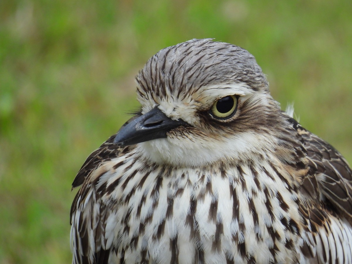 Bush Thick-knee - ML624179762