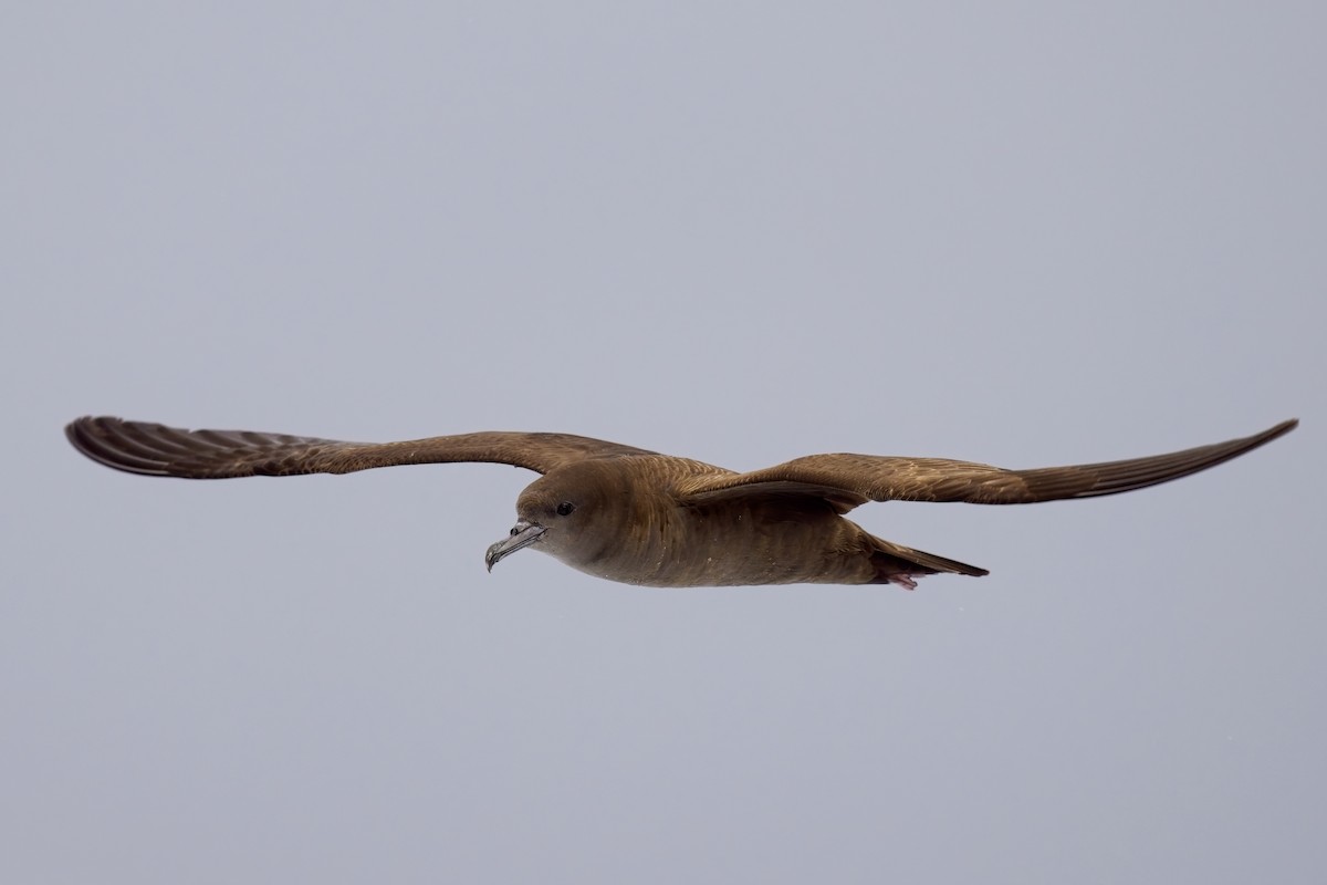 Wedge-tailed Shearwater - ML624179763