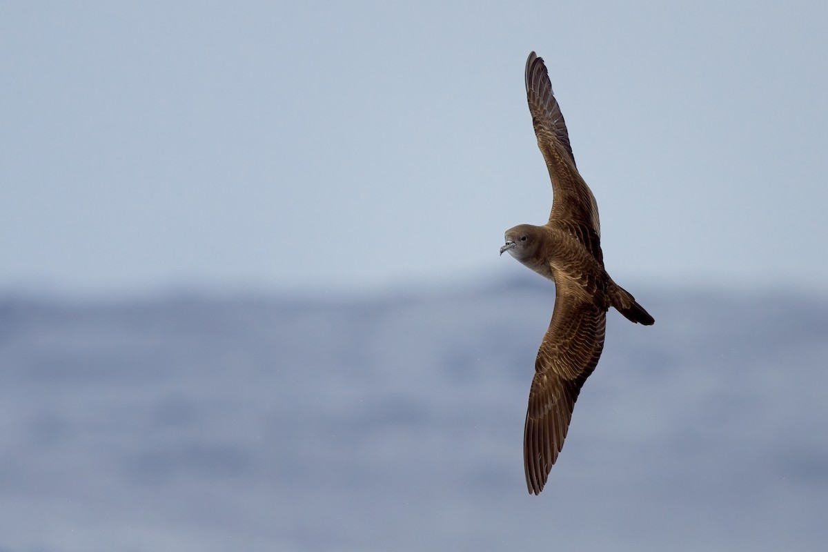 Wedge-tailed Shearwater - ML624179764