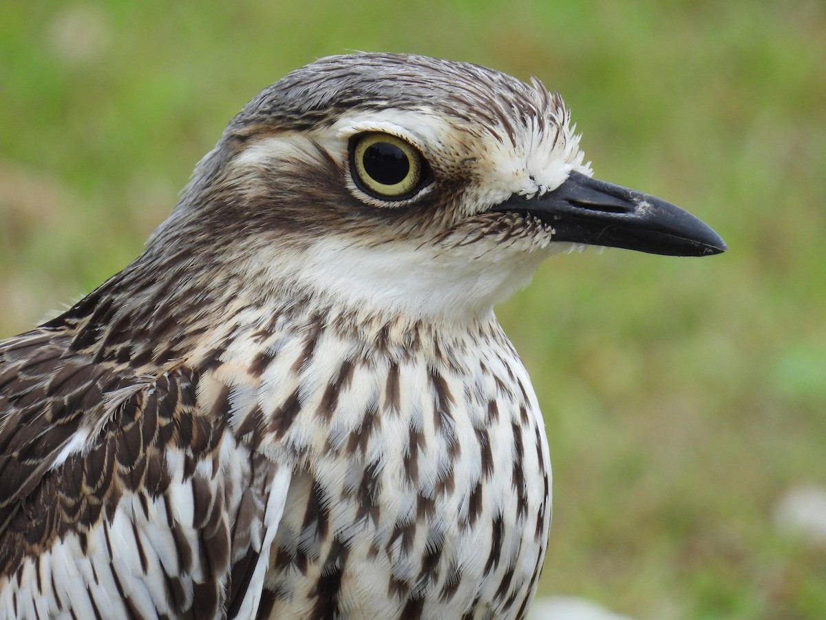 Bush Thick-knee - Kerry Vickers