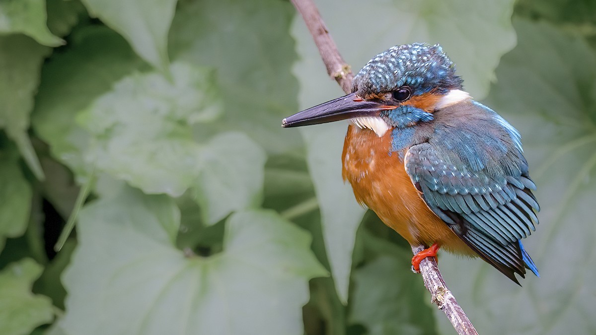 Common Kingfisher - ML624179770