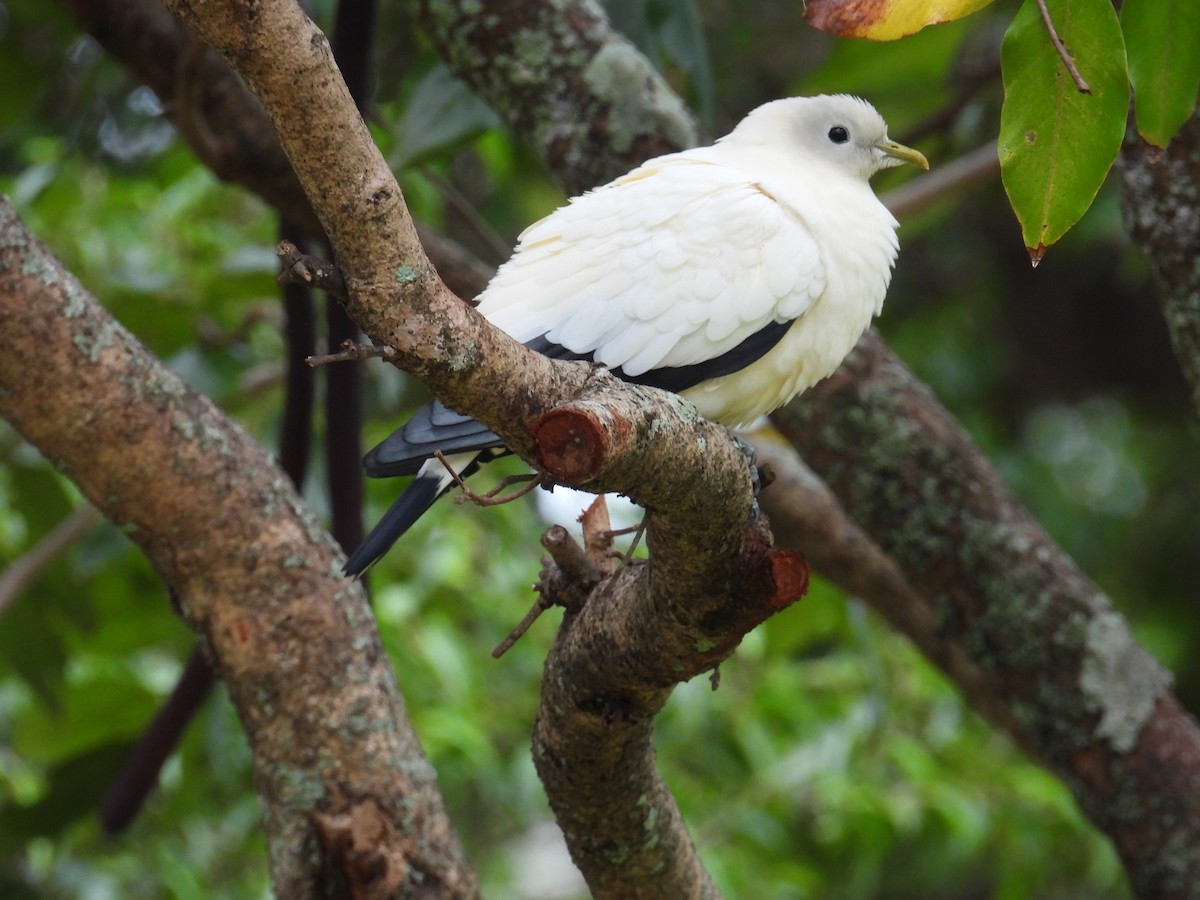 Torresian Imperial-Pigeon - ML624179775