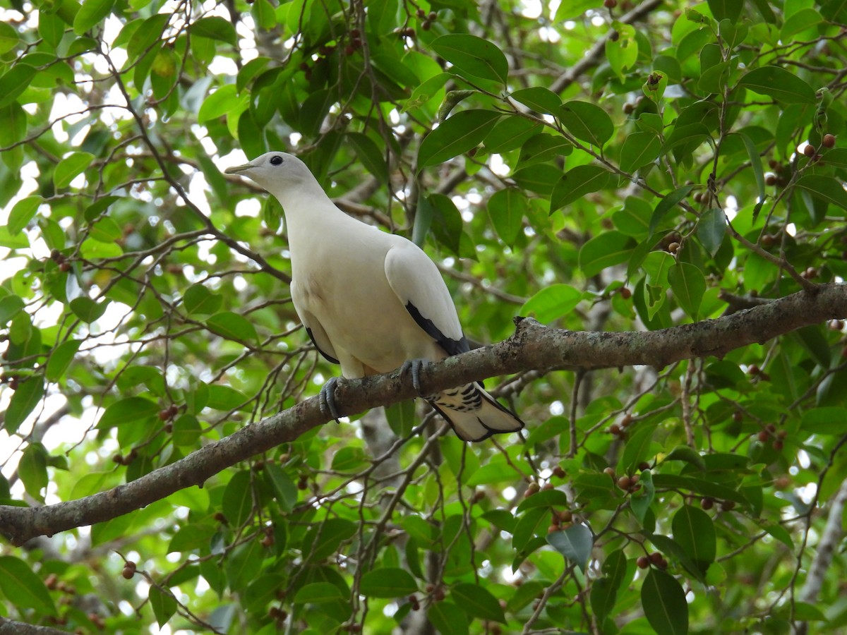 Torresian Imperial-Pigeon - ML624179778