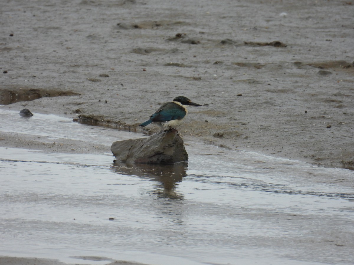 Sacred Kingfisher - ML624179779