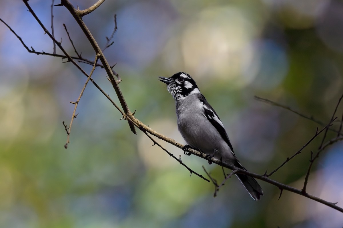 White-eared Monarch - ML624179781