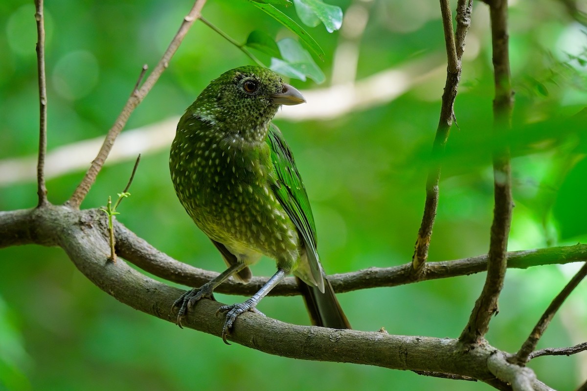 Green Catbird - Paul McDonald