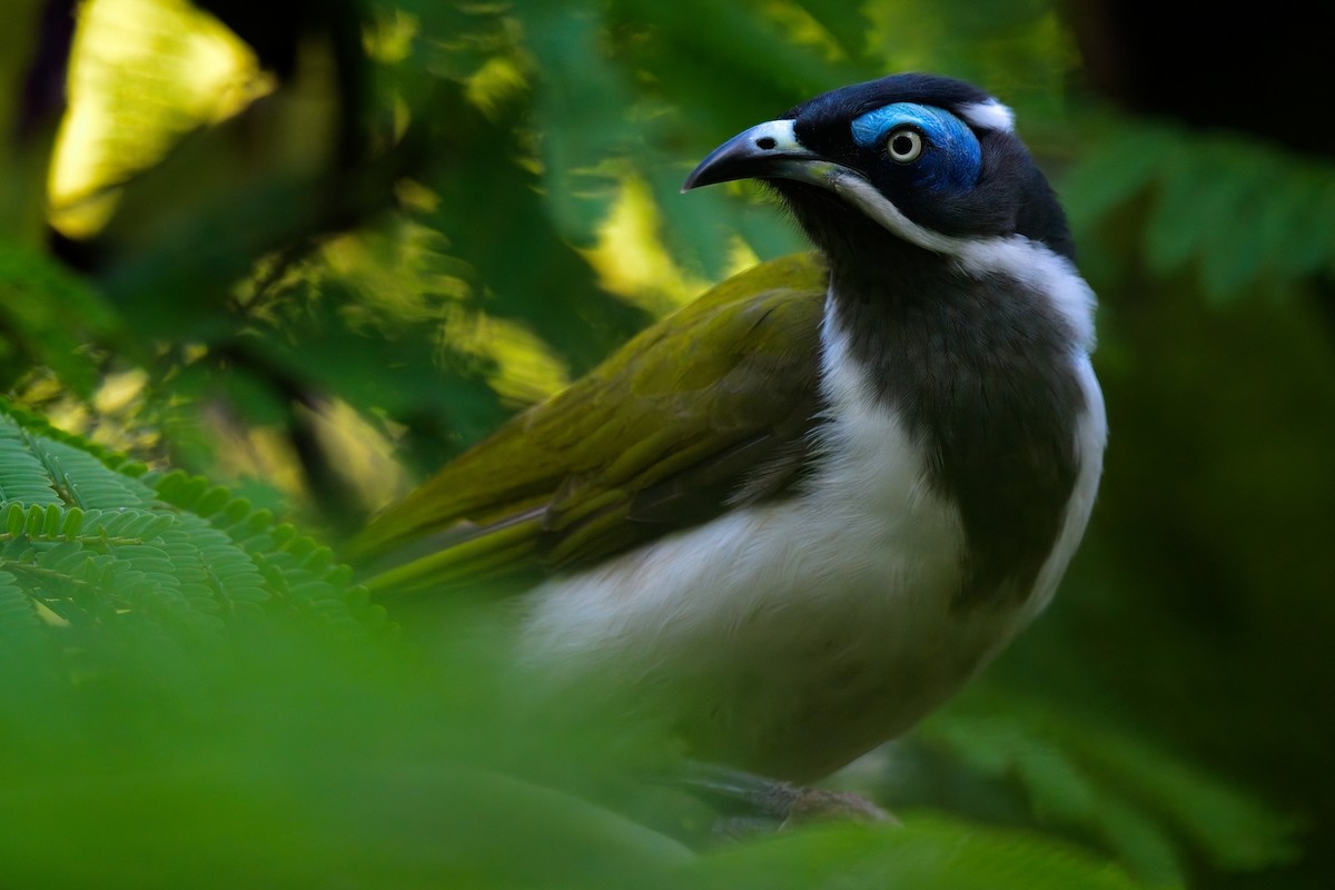 Blue-faced Honeyeater - ML624179797