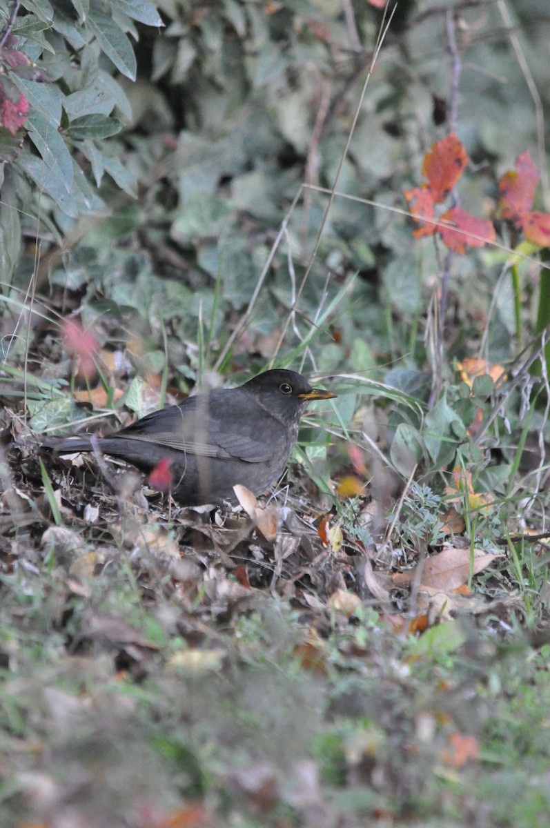 Eurasian Blackbird - ML624179823