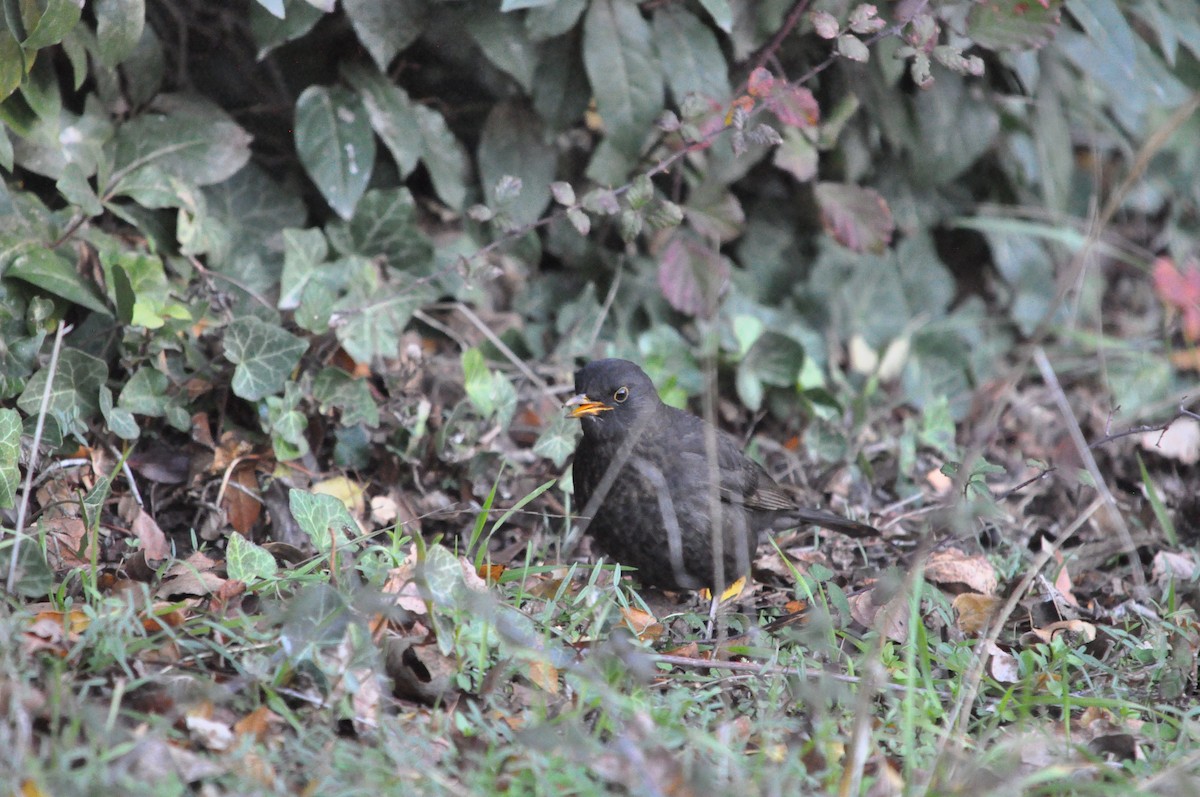 Eurasian Blackbird - ML624179824