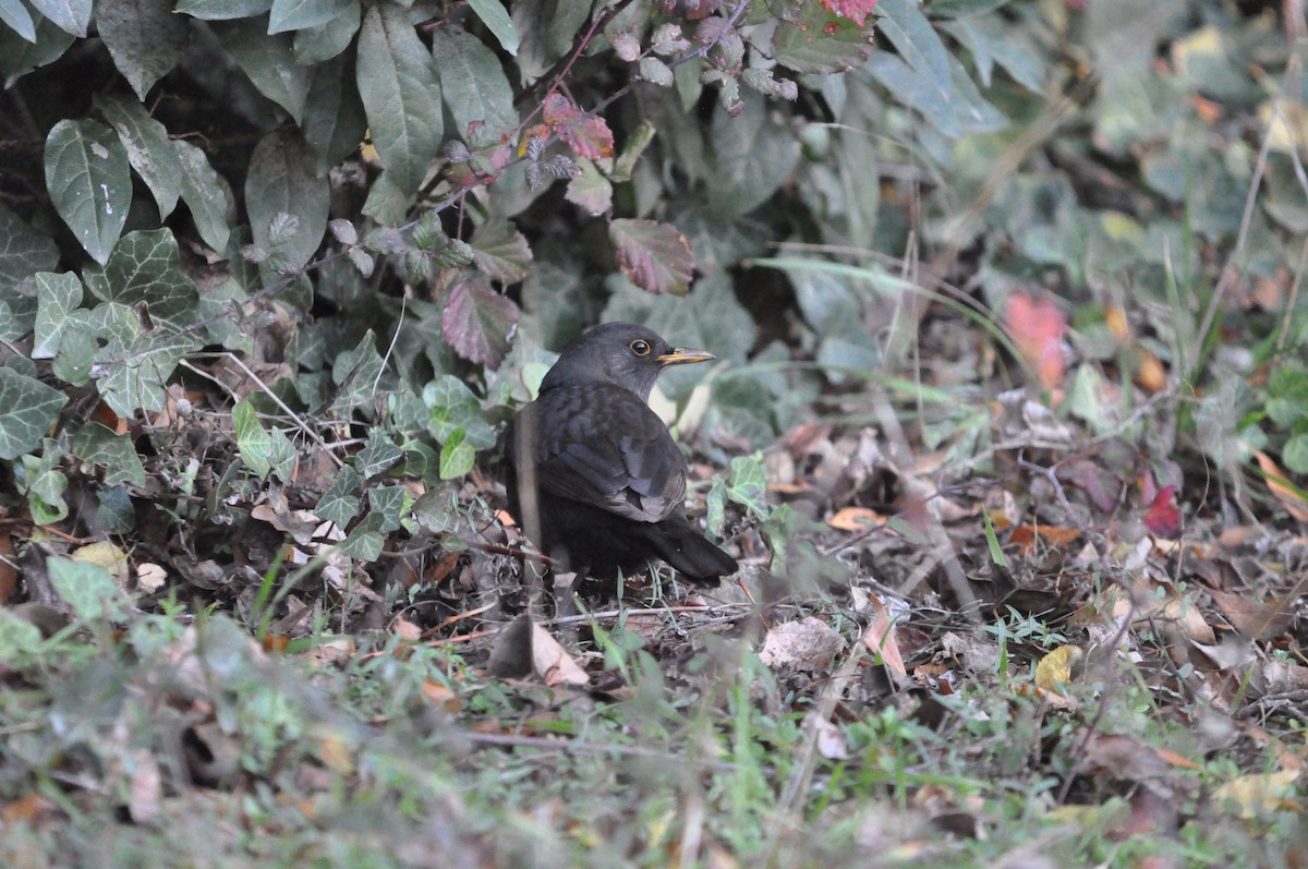 Eurasian Blackbird - ML624179825